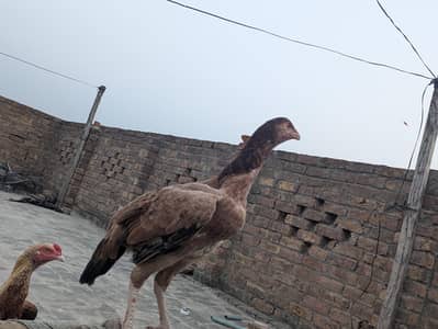 Aseel pathy parhiya for sale