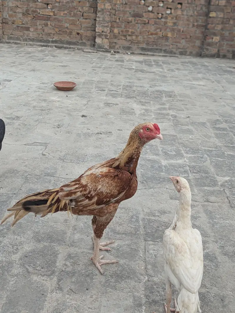 Aseel pathy parhiya for sale — photo 2