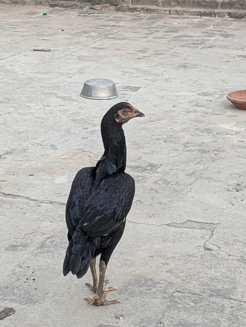 Aseel pathy parhiya for sale — photo 3