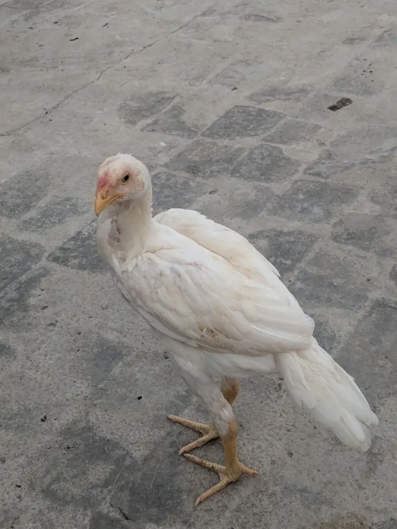 Aseel pathy parhiya for sale — photo 4