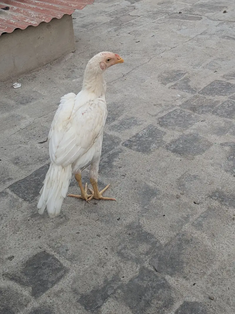 Aseel pathy parhiya for sale — photo 5
