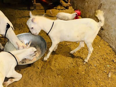 bakry for sale ghr ke pale hoi