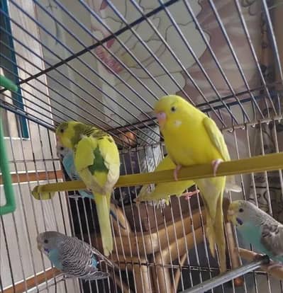 budgies