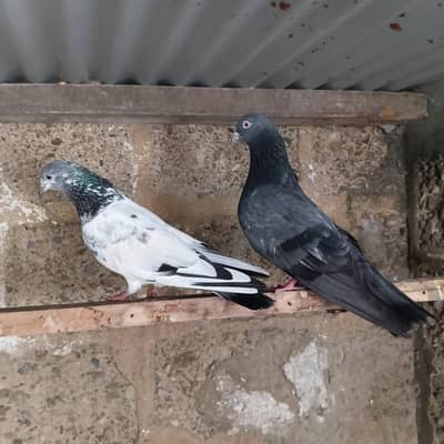 Pair Kabli High Flyer Kabootar For Sale Pair Kabutar