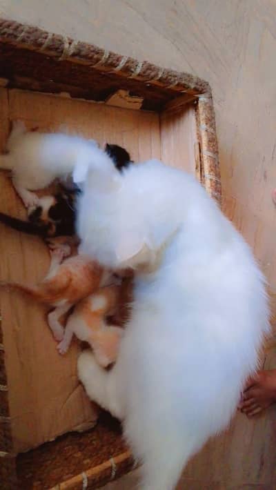 Persian Female Cat With 4 Kittens