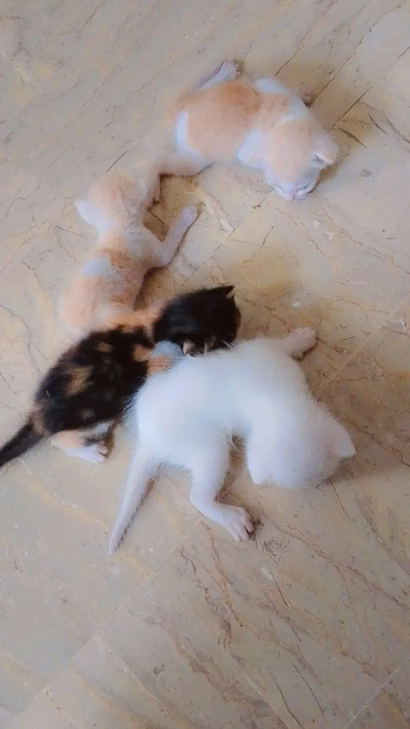 Persian Female Cat With 4 Kittens — photo 2