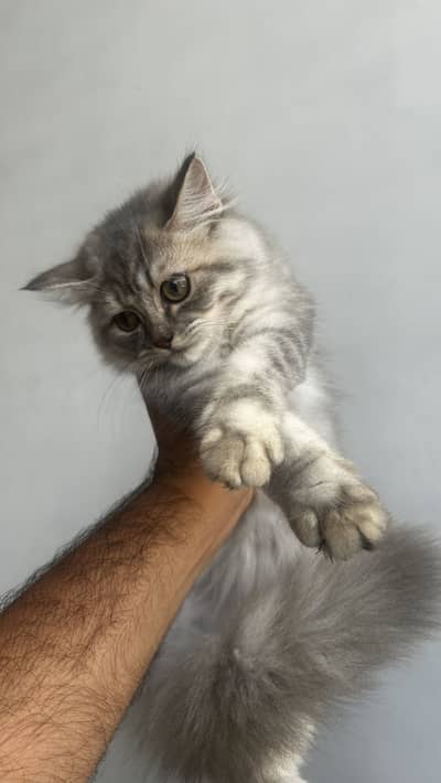 Grey persian kitten triple coat
