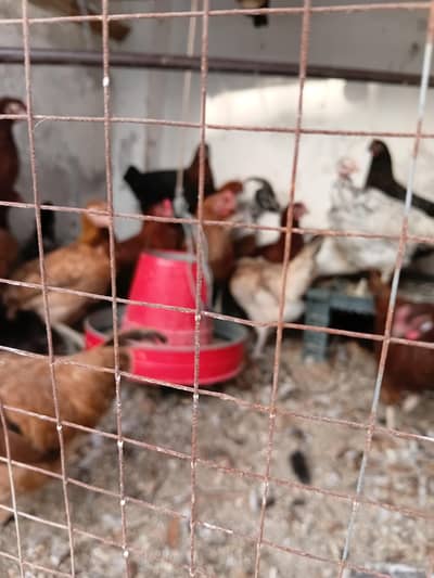stater hens for sale