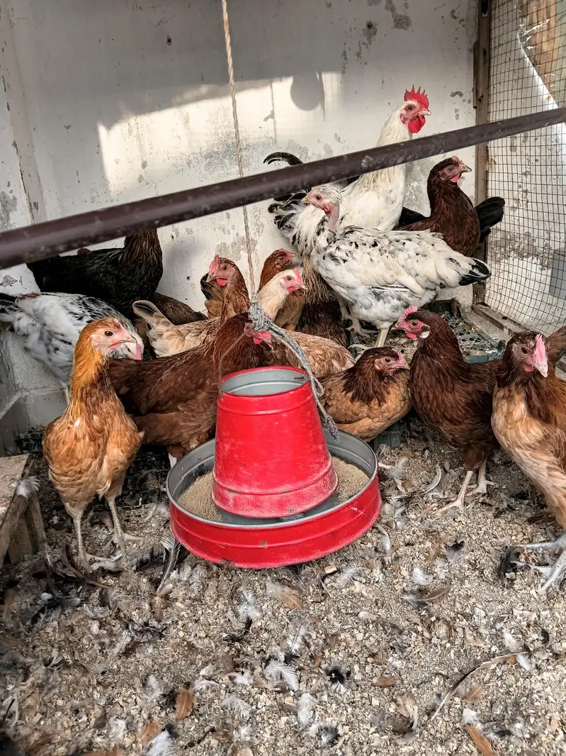 stater hens for sale — photo 2