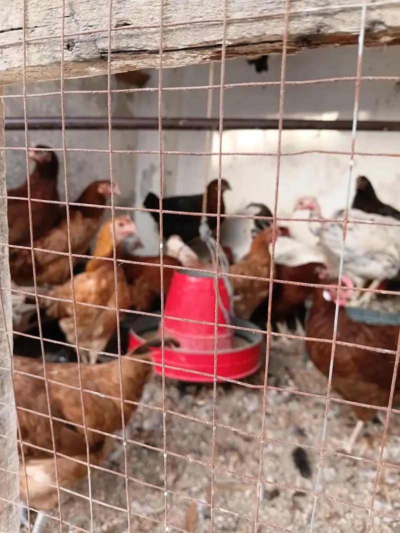 stater hens for sale — photo 3