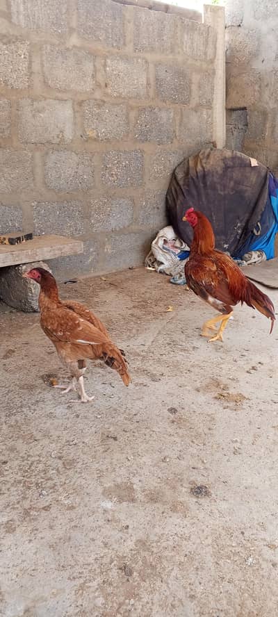 pure miyanwali zero size pair