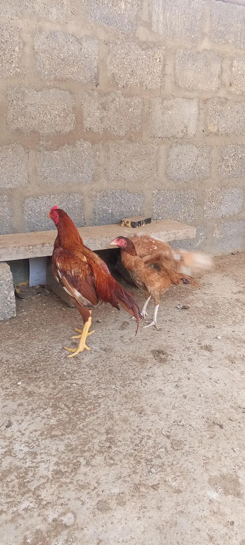 pure miyanwali zero size pair — photo 2