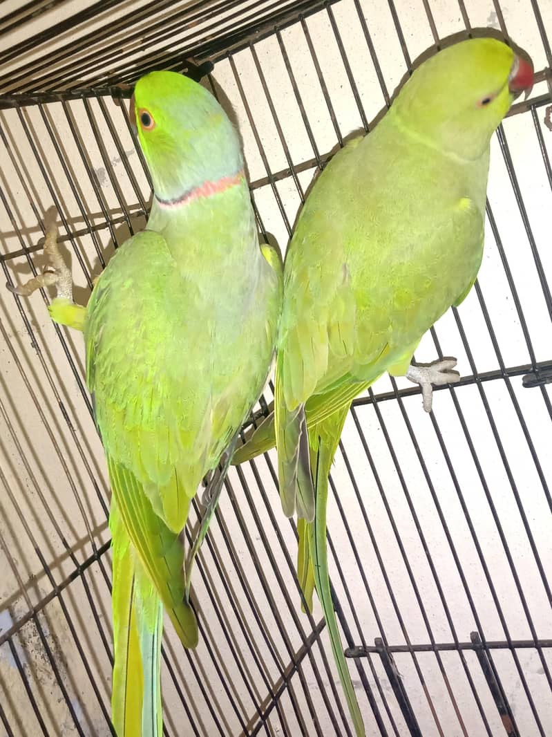 Green Nick 1