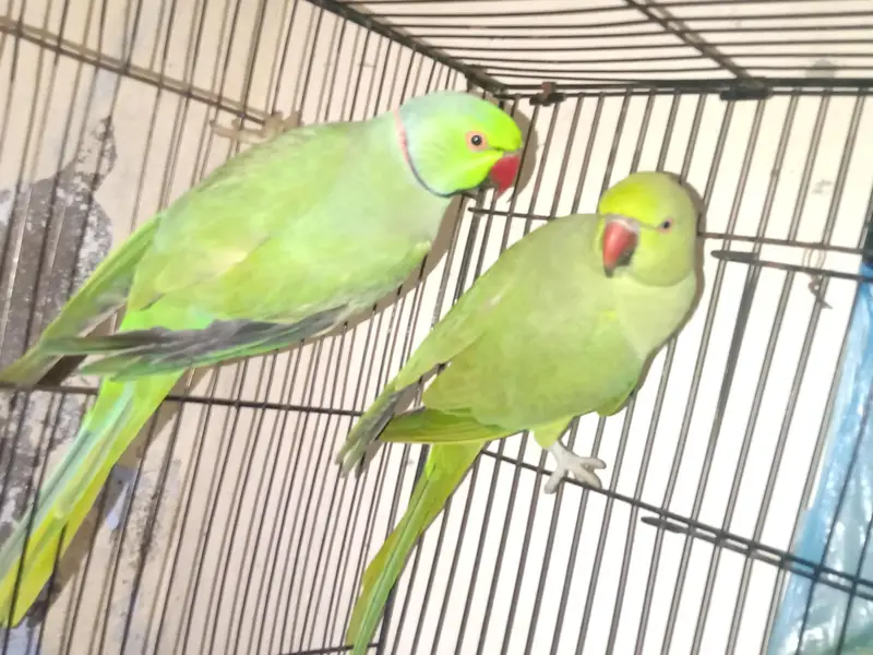 Green Nick — photo 3