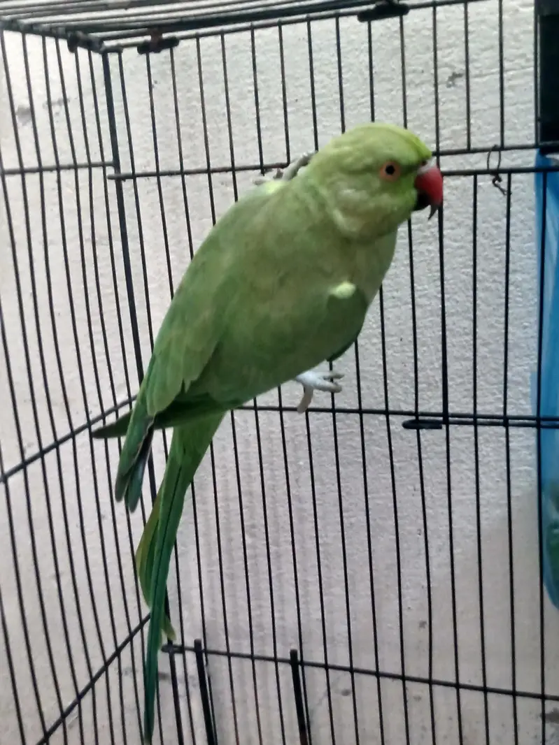 Green Nick — photo 4