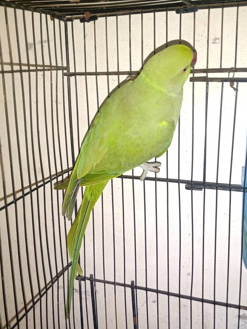 Green Nick 4
