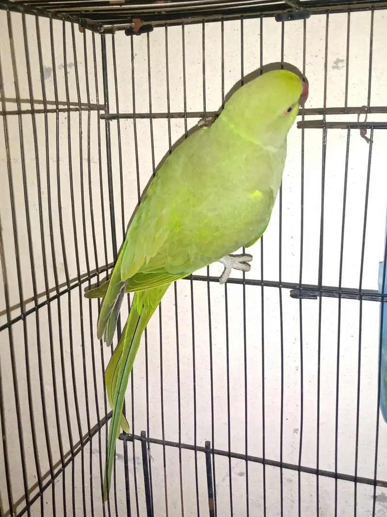 Green Nick — photo 5