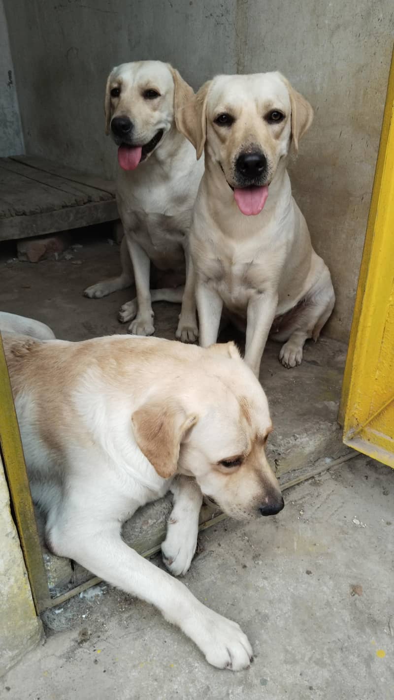 Labrador 0