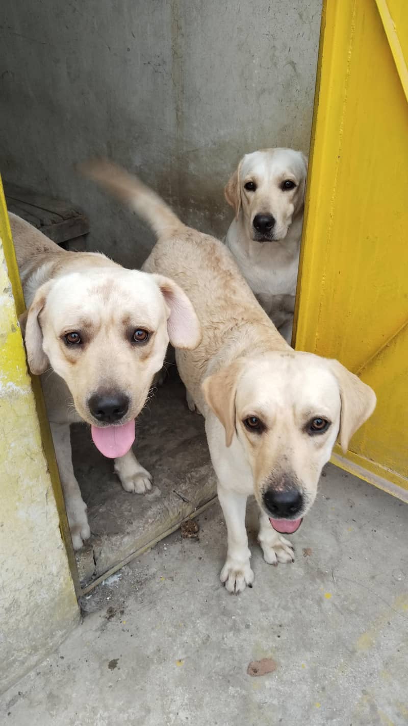 Labrador 1