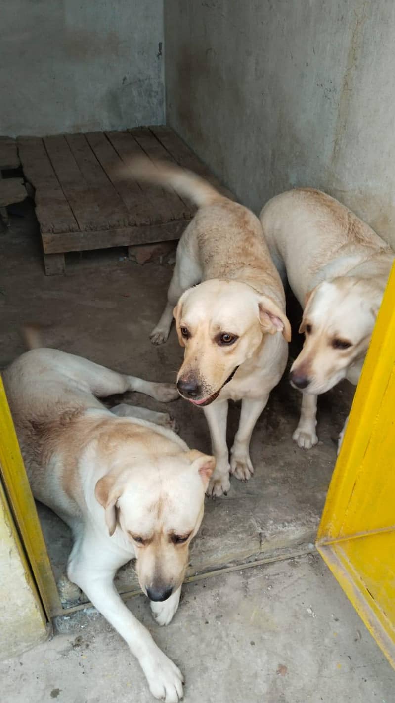 Labrador 2
