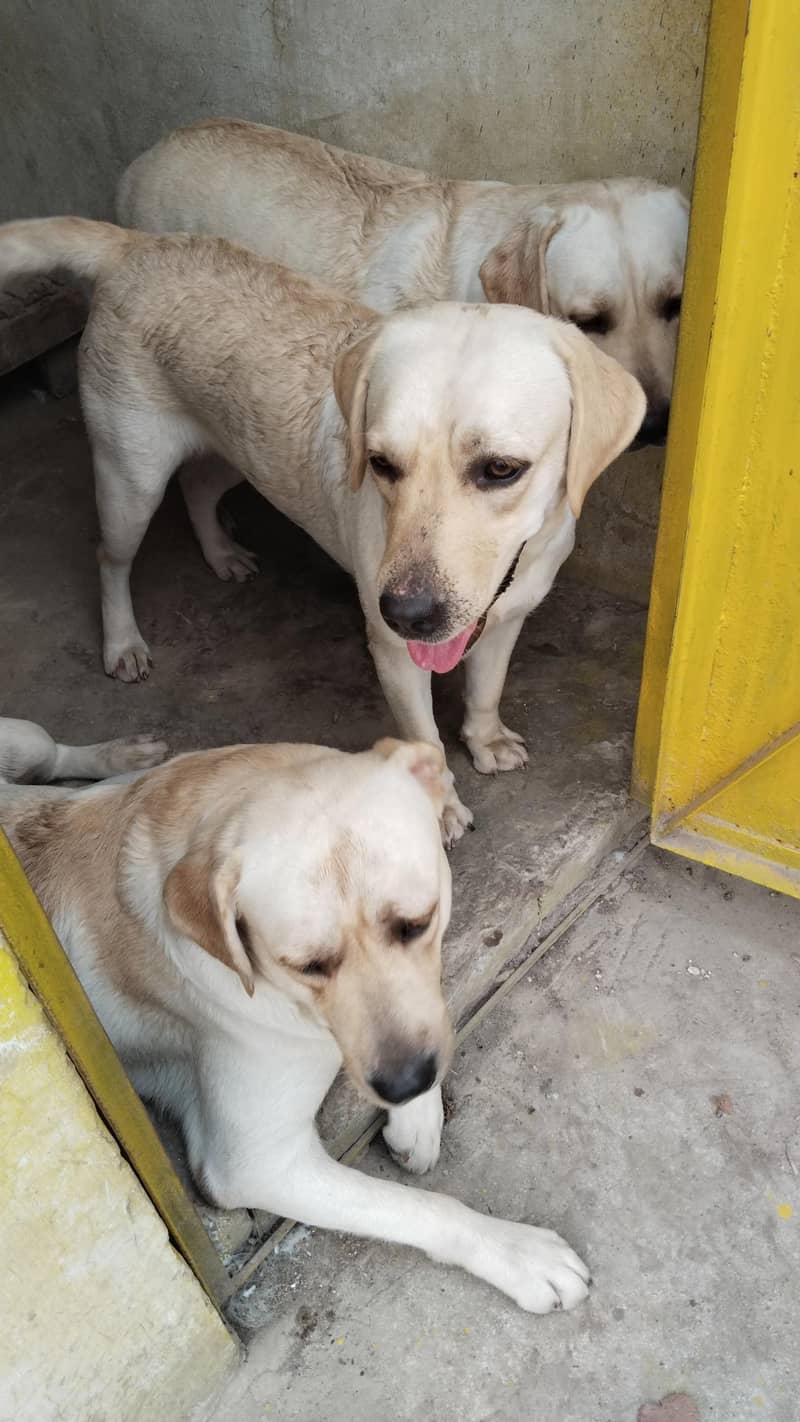 Labrador 3