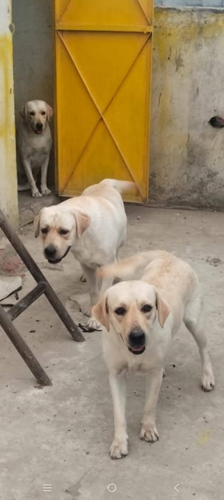 Labrador 4