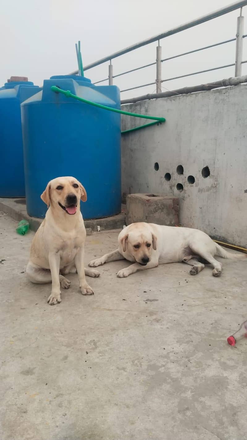 Labrador 6