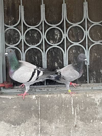 pedigree pair raser bird