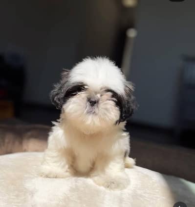 Pure Shih Tzu Teddy Face Female Puppy - 2 months - vaccinated