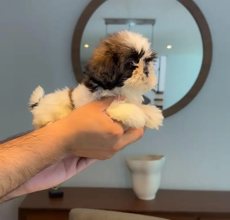 Pure Shih Tzu Teddy Face Female Puppy - 2 months - vaccinated — photo 2