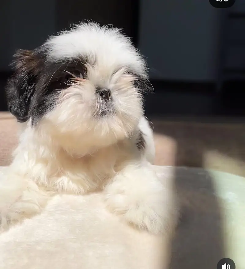 Pure Shih Tzu Teddy Face Female Puppy - 2 months - vaccinated — photo 3
