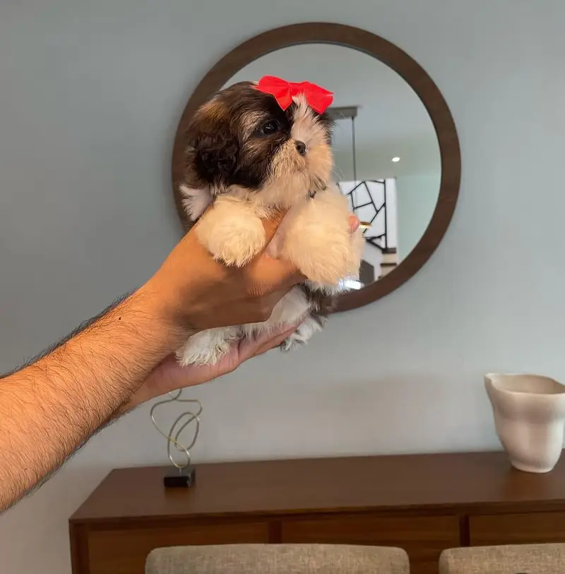 Pure Shih Tzu Teddy Face Female Puppy - 2 months - vaccinated — photo 4