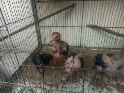 Lasani Chicks