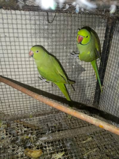 breader pair for sale