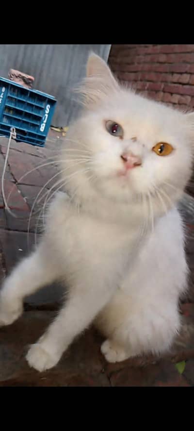 Cat sale