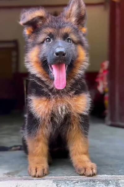 German shepherd long coat female puppy PKC pedigree 2 months