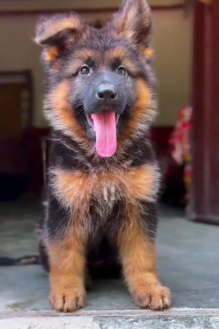Premium Long coat German shepherd female puppy|PKC pedigree | 2 months