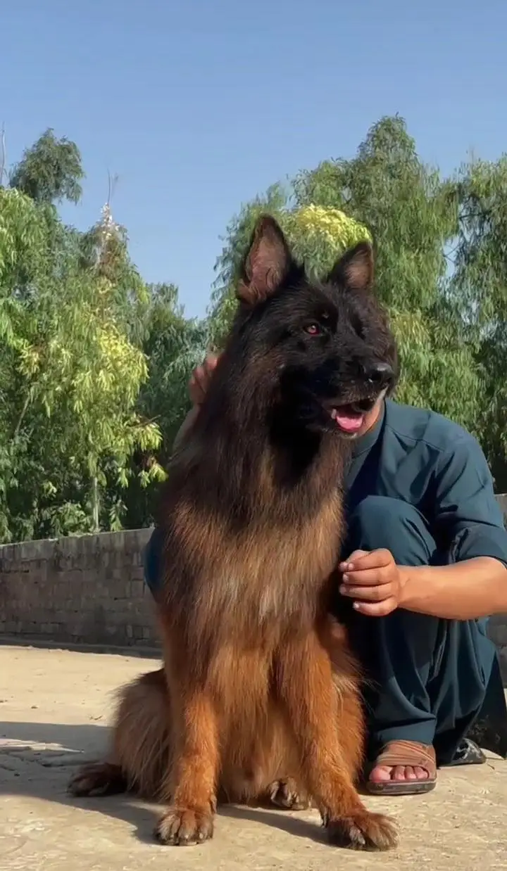 Premium Long coat German shepherd female puppy|PKC pedigree | 2 months — photo 2