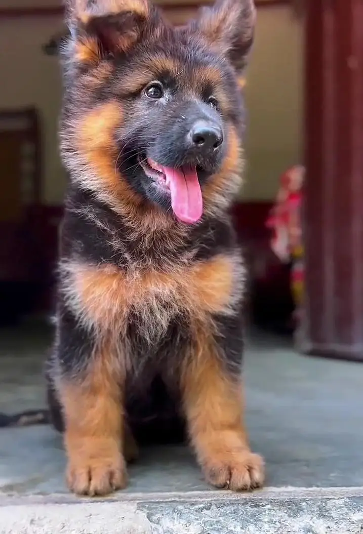 Premium Long coat German shepherd female puppy|PKC pedigree | 2 months — photo 3