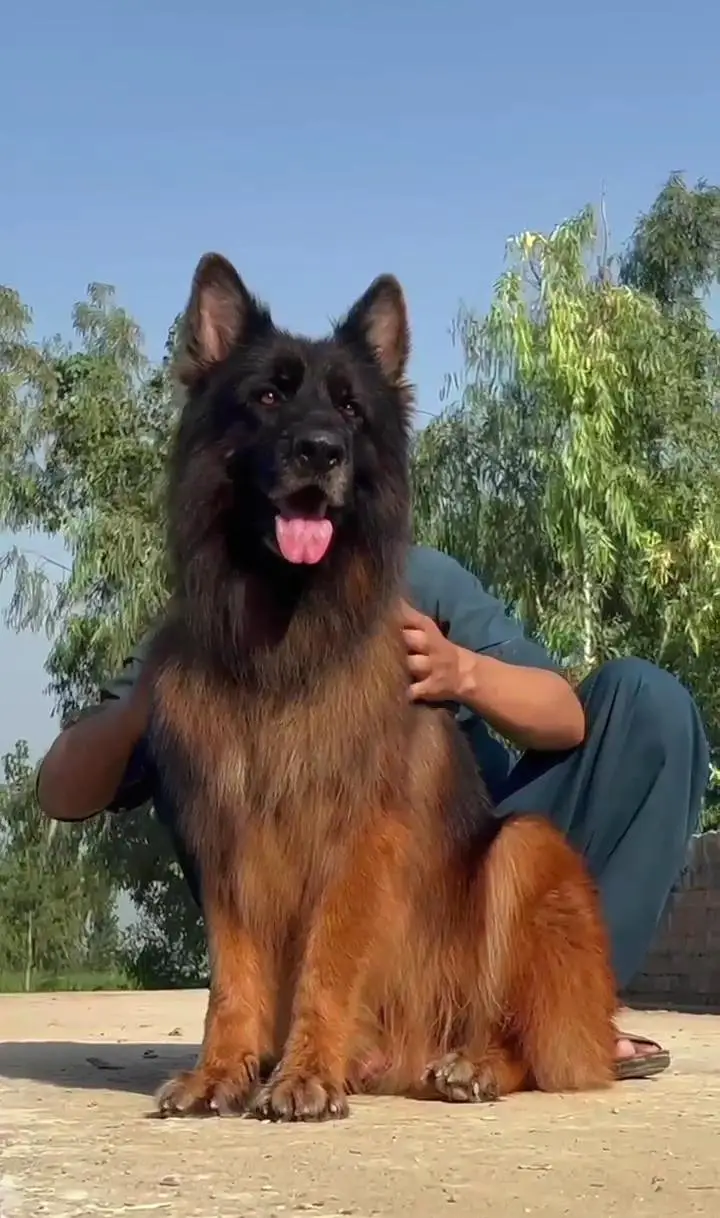 Premium Long coat German shepherd female puppy|PKC pedigree | 2 months — photo 4