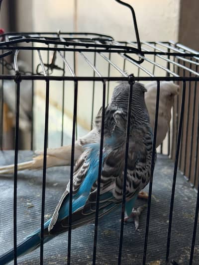 Hogoromo double flower pairs and budgie pair for sale