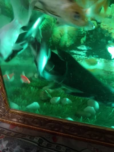 8 inch blue line shark pair for sale