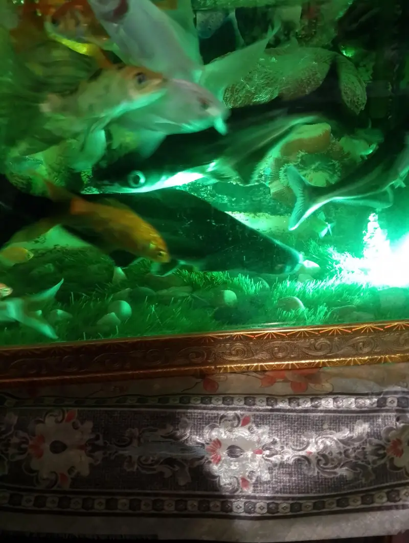 8 inch blue line shark pair for sale — photo 2