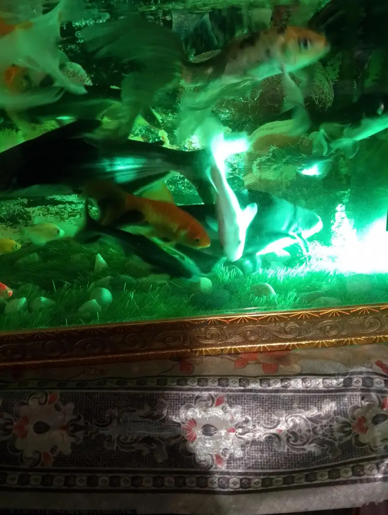 8 inch blue line shark pair for sale — photo 3