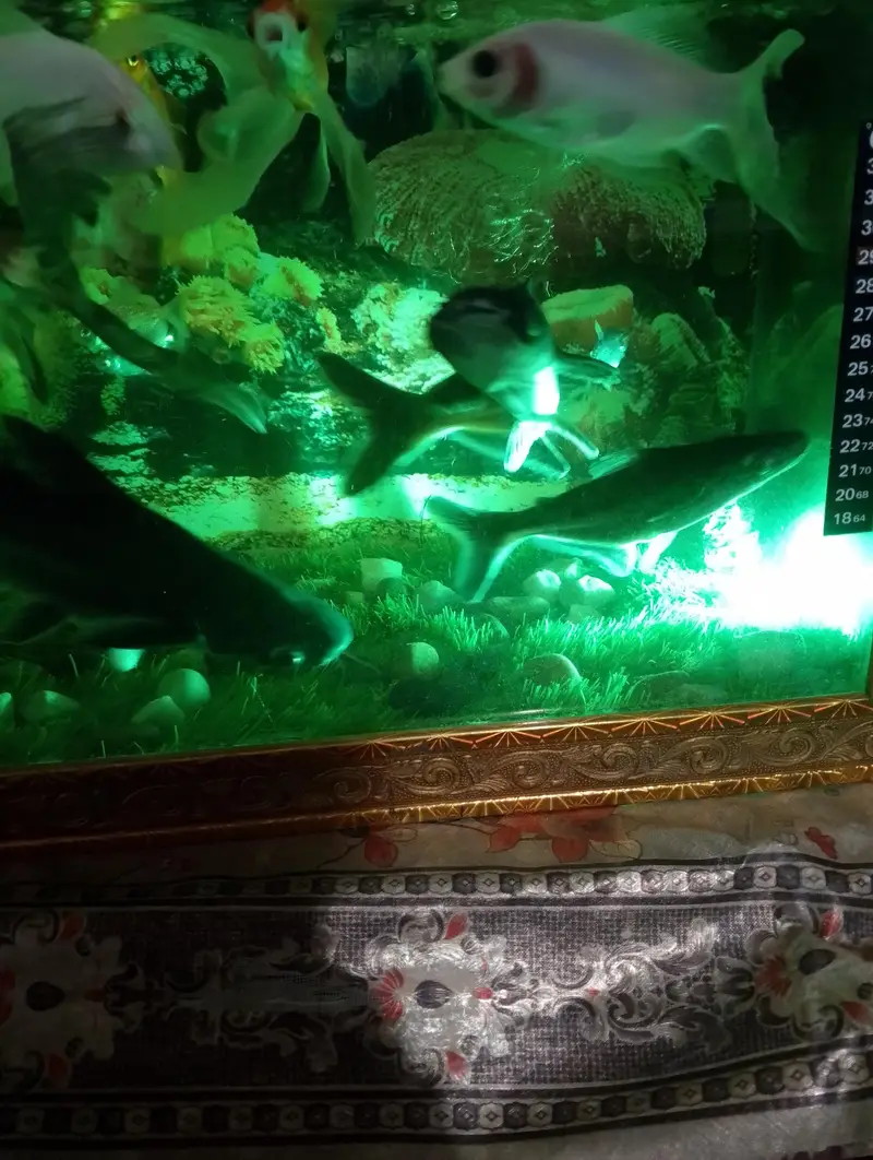 8 inch blue line shark pair for sale — photo 4