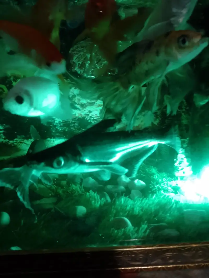 8 inch blue line shark pair for sale — photo 5