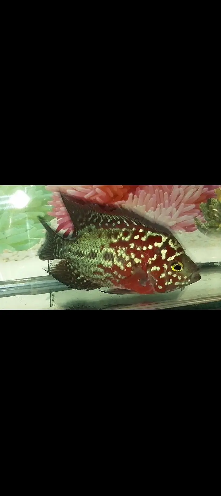 kamfa flower horn 03214034088 — photo 2