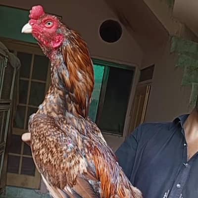 Pela Aseel Murga For Sale