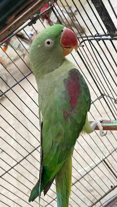 kashmiri Raw Breeder female Healthy and active