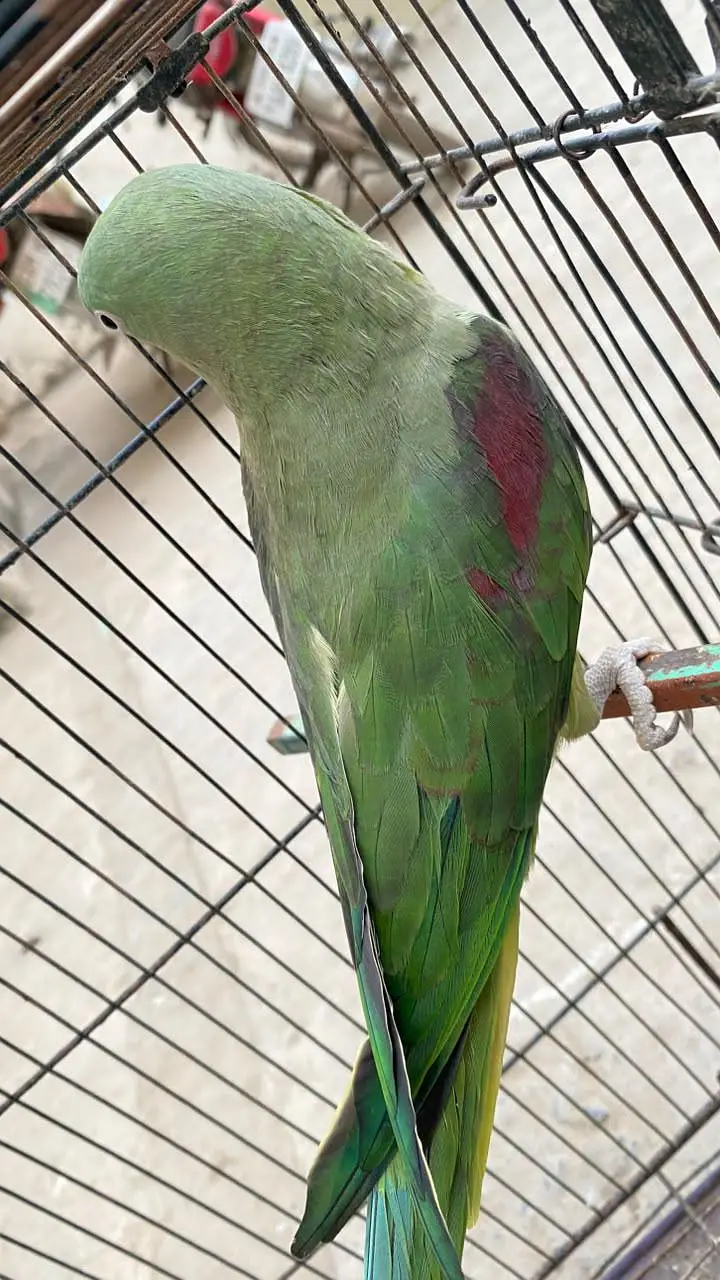 kashmiri Raw Breeder female Healthy and active — photo 2